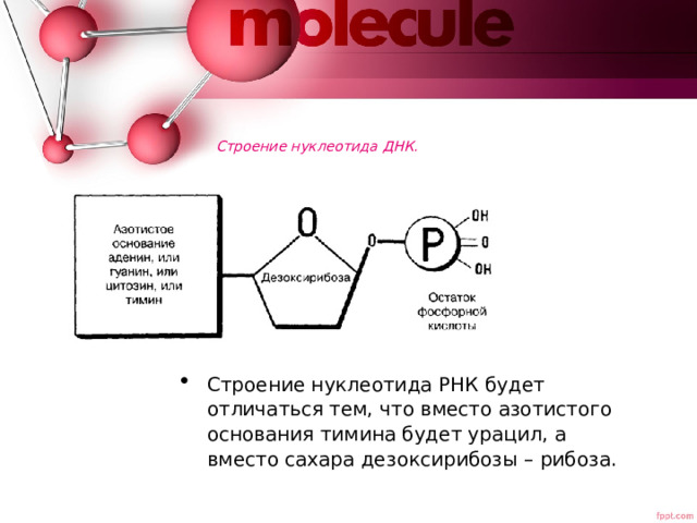 Закон фон лемана о компрессии электронов дезоксирибонуклеиновой кислоте