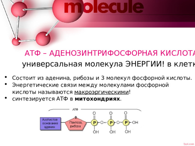 АТФ – АДЕНОЗИНТРИФОСФОРНАЯ КИСЛОТА универсальная молекула ЭНЕРГИИ! в клетки Состоит из аденина, рибозы и 3 молекул фосфорной кислоты. Энергетические связи между молекулами фосфорной кислоты называются макроэргическими ! синтезируется АТФ в митохондриях . 