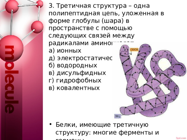 Структура полипептидной цепи