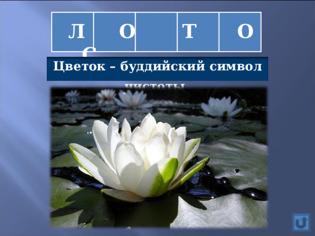  Л О Т О С Цветок – буддийский символ чистоты  