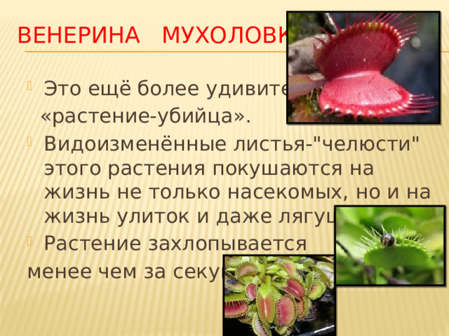 Венерина мухоловка Это ещё более удивительное  «растение-убийца». Видоизменённые листья-