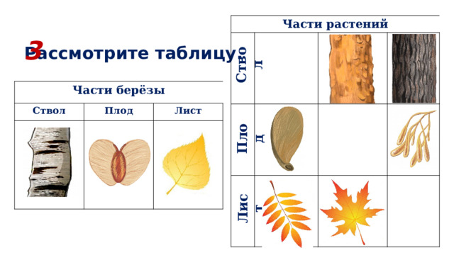 Строение березы схема