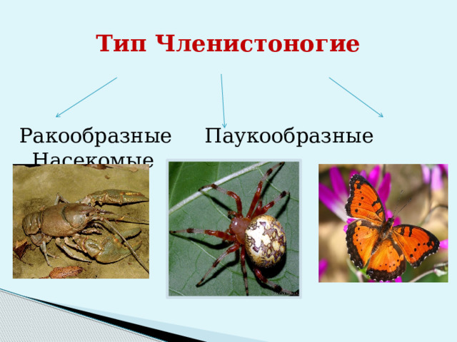 Тип Членистоногие Ракообразные Паукообразные Насекомые