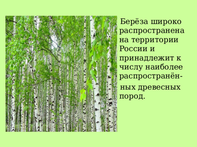  Берёза широко распространена на территории России и принадлежит к числу наиболее распространён-  ных древесных пород. 
