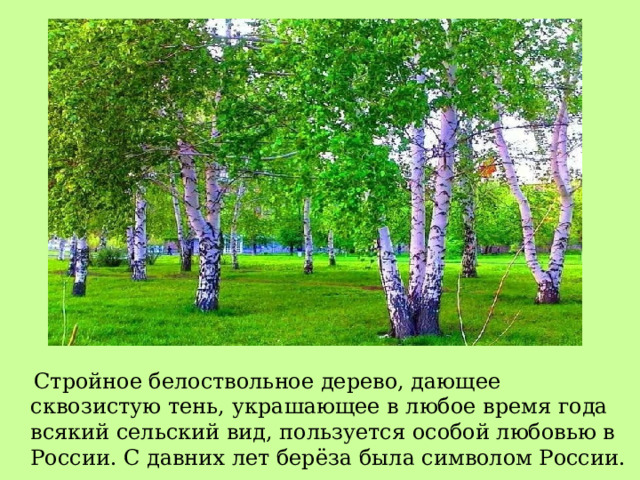  Стройное белоствольное дерево, дающее сквозистую тень, украшающее в любое время года всякий сельский вид, пользуется особой любовью в России. С давних лет берёза была символом России. 
