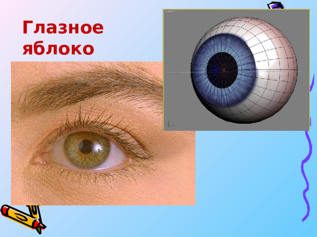 Глазное яблоко 