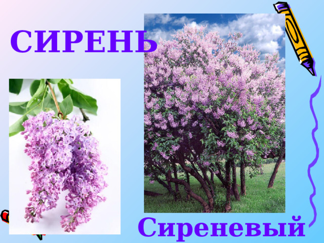 СИРЕНЬ Сиреневый 