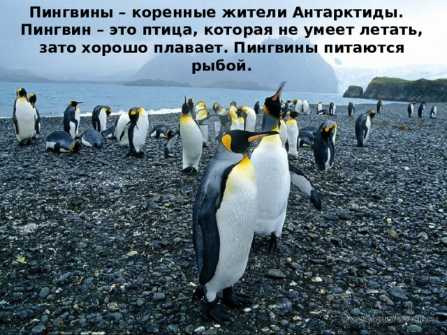 Пингвины – коренные жители Антарктиды.  Пингвин – это птица, которая не умеет летать, зато хорошо плавает. Пингвины питаются рыбой. 