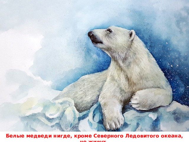 Белые медведи нигде, кроме Северного Ледовитого океана, не живут .  