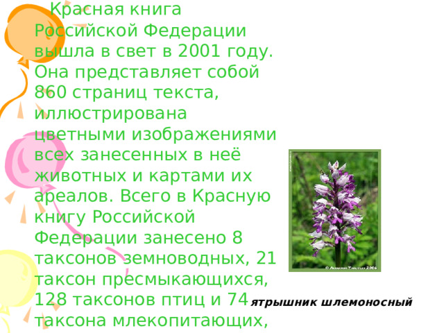     Красная книга Российской Федерации вышла в свет в 2001 году. Она представляет собой 860 страниц текста, иллюстрирована цветными изображениями всех занесенных в неё животных и картами их ареалов. Всего в Красную книгу Российской Федерации занесено 8 таксонов земноводных, 21 таксон пресмыкающихся, 128 таксонов птиц и 74 таксона млекопитающих, всего 231 таксон.  ятрышник шлемоносный   