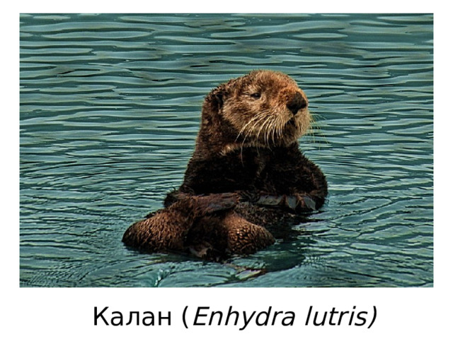 Калан ( Enhydra lutris ) 