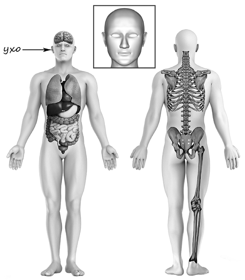 Впр 8 класс анатомия человека. Части тела человека ВПР 4. Скелет человека ВПР. Строение человека ВПР. Тело человека органы ВПР.