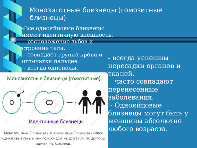 Монозиготные близнецы (гомозитные близнецы) Все однояйцовые близнецы имеют идентичную внешность.  - расположение зубов и строение тела.  - совпадает группа крови и отпечатки пальцев.  - всегда однополы. - всегда успешны пересадки органов и тканей.  - часто совпадают перенесенные заболевания.  - Однояйцовые близнецы могут быть у женщины абсолютно любого возраста. 