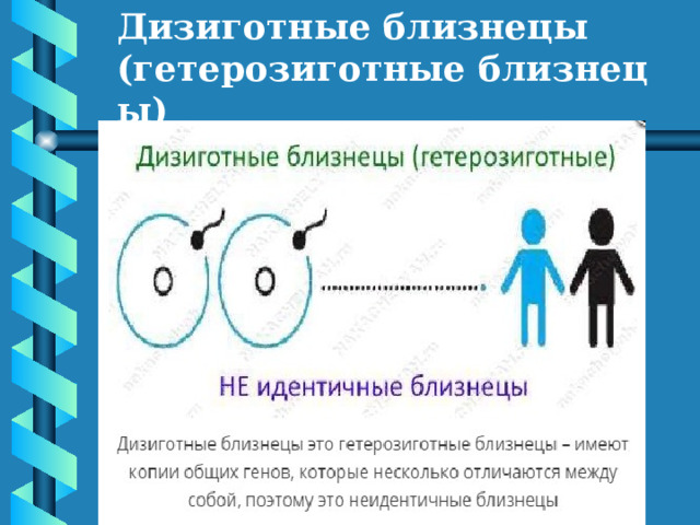 Близнецы похожи или нет проект. Близнецы типы. Дизиготные Близнецы. Эффективность проекта Близнецы похожи или нет. Близнецы похожи или нет проект по биологии.