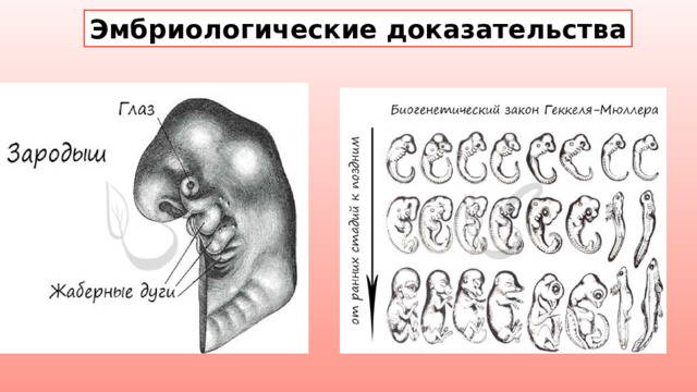 Эмбриологические доказательства 