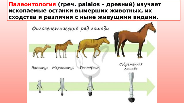 Палеонтология (греч. palaios – древний) изучает ископаемые останки вымерших животных, их сходства и различия с ныне живущими видами. 