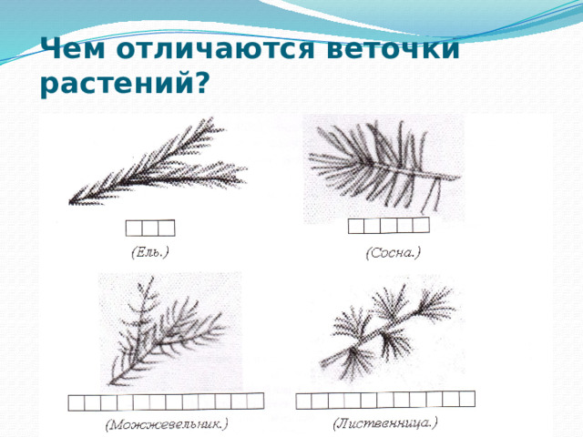 Презентация 2 класс растения цветковые и хвойные растения