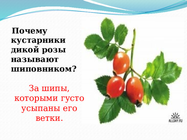 Объясните почему шиповник так назван. Почему кустарник дикой розы называют шиповником. Почему назвали шиповник. Почему шиповник так назвали. Почему кустарник шиповник так назвали.