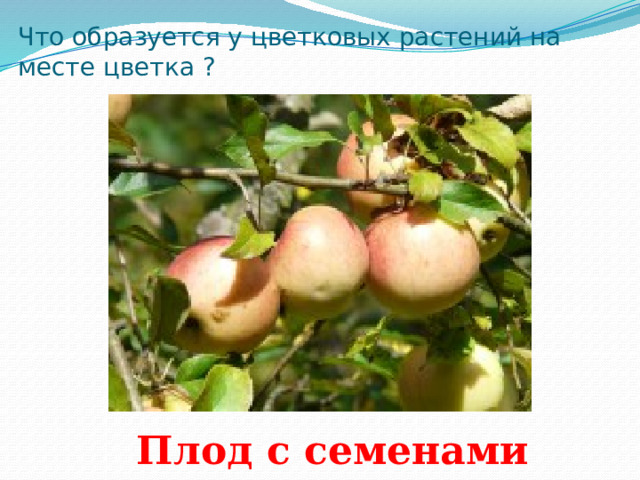 Хвойные и цветковые растения 2 класс занков презентация