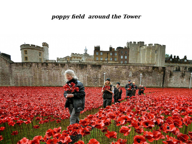poppy field around the Tower 