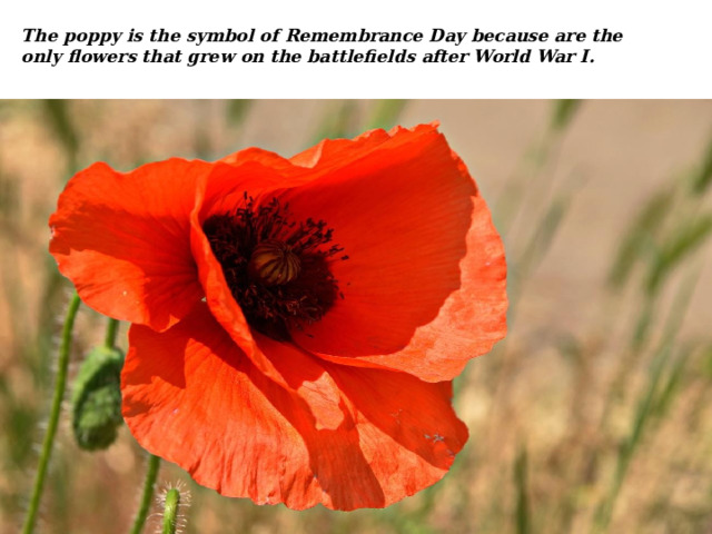 The poppy is the symbol of Remembrance Day because are the only flowers that grew on the battlefields after World War I. 
