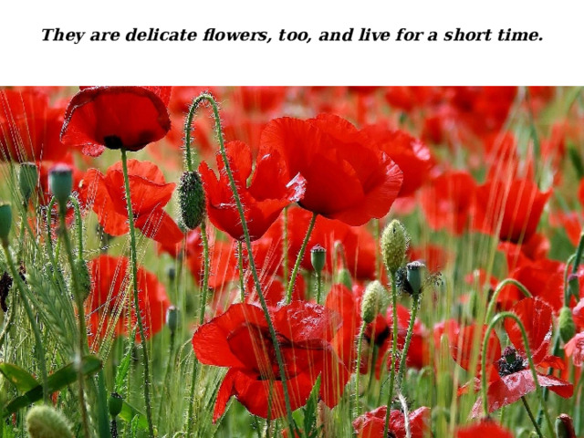 They are delicate flowers, too, and live for a short time. 