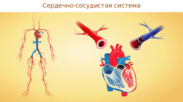 Сердечно-сосудистая система 