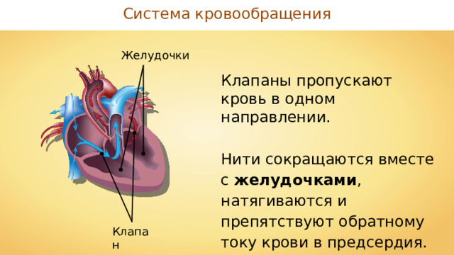 Система кровообращения Желудочки Клапаны пропускают кровь в одном направлении. Нити сокращаются вместе с желудочками , натягиваются и препятствуют обратному току крови в предсердия. Клапан 