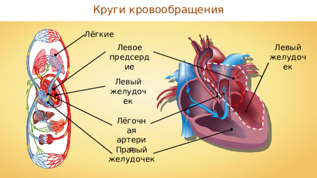 Круги кровообращения Лёгкие Левое предсердие Левый желудочек Левый желудочек Лёгочная артерия Правый желудочек 