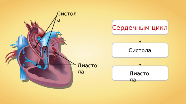 Систола Сердечным цикл Систола Диастола Диастола 