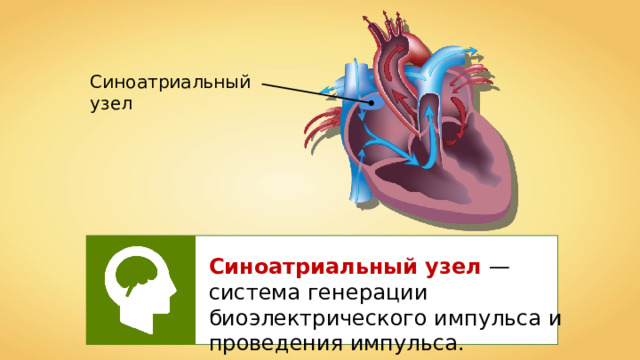 Кровообращение сердца 8 класс. Органы кровообращения строение и работа сердца. Строение сердца и круги кровообращения 8 класс. Сердце круги кровообращения презентация 8 класс. Презентация на тему строение сердца работа сердца.