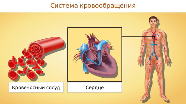 Система кровообращения Сердце Кровеносный сосуд 