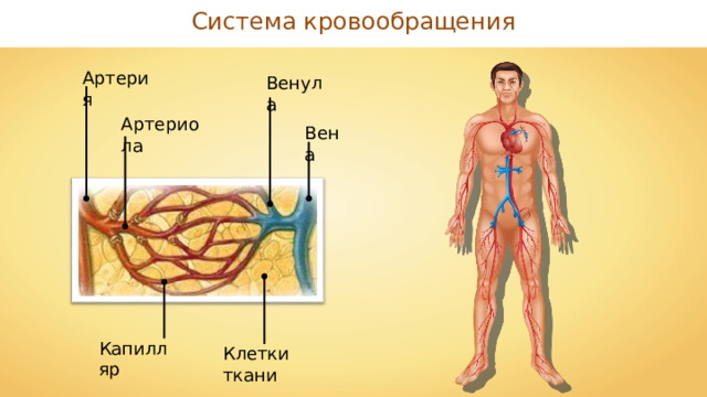 Система кровообращения Артерия Венула Артериола Вена Капилляр Клетки ткани 