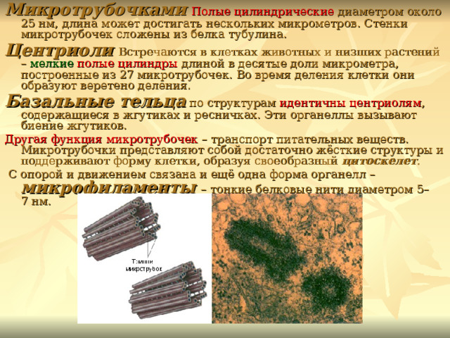 Синтез белков микротрубочек. Центриоли у растений. Построены из белка тубулина. Пол и цилиндры состоящие из микротрубочек участвующие в делении. Из чего какого вещества состоят центриоли.