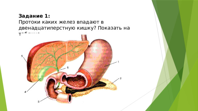 Задание 1: Протоки каких желез впадают в двенадцатиперстную кишку? Показать на таблице. 