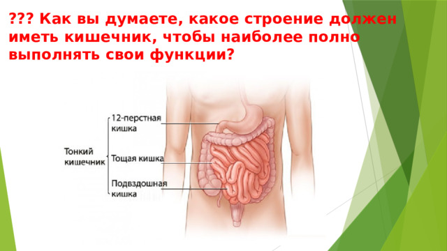 ??? Как вы думаете, какое строение должен иметь кишечник, чтобы наиболее полно выполнять свои функции? 