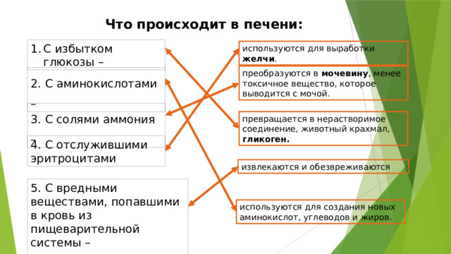 Что происходит в печени: С избытком глюкозы – используются для выработки желчи . преобразуются в мочевину , менее токсичное вещество, которое выводится с мочой. 2. С аминокислотами – 3. С солями аммония – превращается в нерастворимое соединение, животный крахмал, гликоген. 4. С отслужившими эритроцитами извлекаются и обезвреживаются 5. С вредными веществами, попавшими в кровь из пищеварительной системы – используются для создания новых аминокислот, углеводов и жиров. 