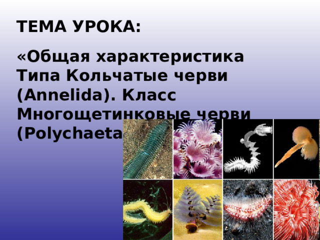 ТЕМА УРОКА:  «Общая характеристика Типа Кольчатые черви ( Annelida) . Класс Многощетинковые черви ( Polychaeta) .» 