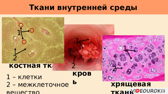 Ткани внутренней среды     1 1 1 2 костная  ткань 2 2 кровь 1 – клетки 2 – межклеточное вещество хрящевая  ткань 
