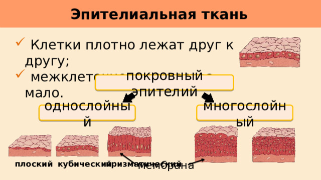 Эпителиальная ткань      Клетки плотно лежат друг к другу;  межклеточного вещества мало. покровный эпителий многослойный однослойный мембрана плоский кубический призматический  