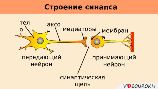 Строение синапса     тело аксон медиаторы мембрана передающий нейрон принимающий нейрон синаптическая щель 