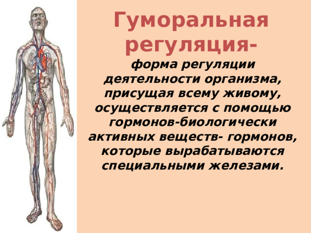 Гуморальная регуляция- форма регуляции деятельности организма, присущая всему живому, осуществляется с помощью гормонов-биологически активных веществ- гормонов, которые вырабатываются специальными железами. 