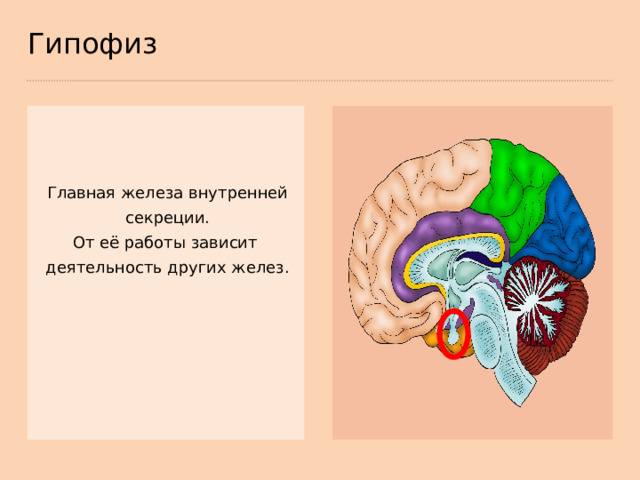 Гипофиз Главная железа внутренней  секреции. От её работы зависит деятельность других желез.  