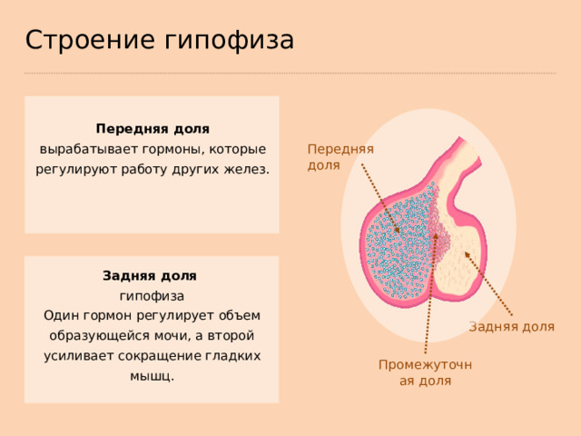 Строение гипофиза Передняя доля вырабатывает гормоны, которые регулируют работу других желез. Передняя доля Задняя доля гипофиза Один гормон регулирует объем образующейся мочи, а второй усиливает сокращение гладких мышц. Задняя доля Промежуточная доля  