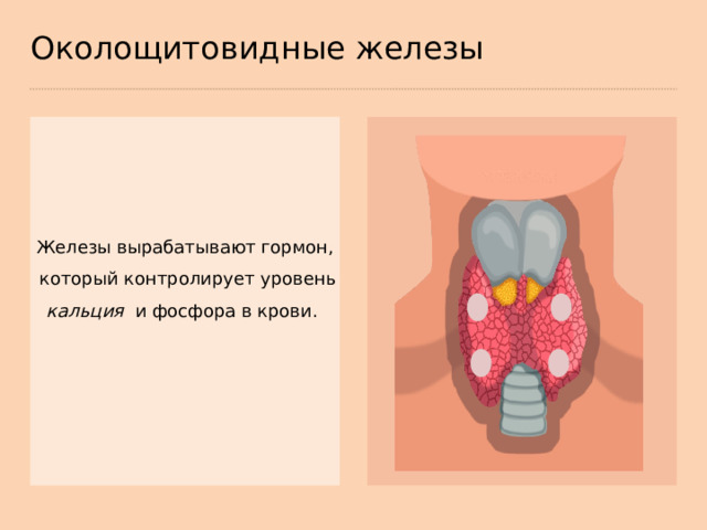 Околощитовидные железы Железы вырабатывают гормон,  который контролирует уровень кальция и фосфора в крови.  