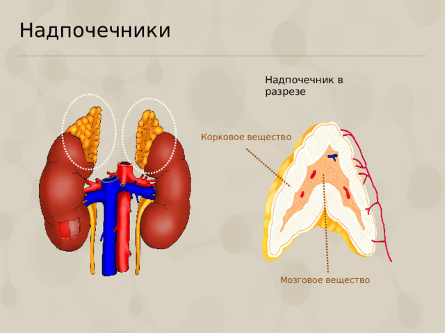 Надпочечники Надпочечник в разрезе Корковое вещество Мозговое вещество  