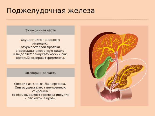 Поджелудочная железа Экзокринная часть Осуществляет внешнюю секрецию,  открывает свои протоки в двенадцатиперстную кишку и выделяет панкреатический сок,  который содержит ферменты. Эндокринная часть Состоит из клеток Лангерганса. Они осуществляют внутреннюю секрецию,  то есть выделяют гормоны инсулин и глюкагон в кровь.  