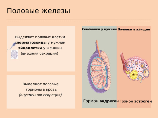 Нарушение половых желез