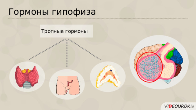 Гормоны гипофиза Тропные гормоны  