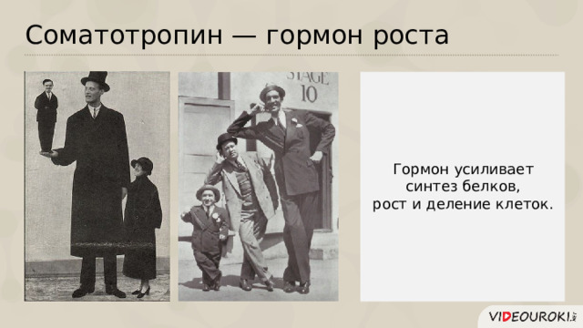 Соматотропин — гормон роста  Гормон усиливает синтез белков, рост и деление клеток.  